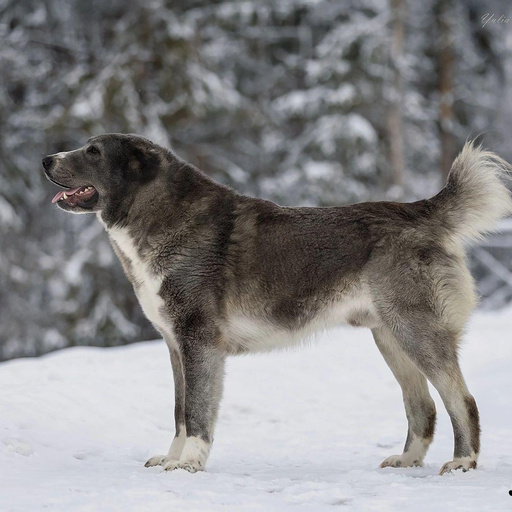 АЛТЫН ШАХАР ЛЕНИНГРАД