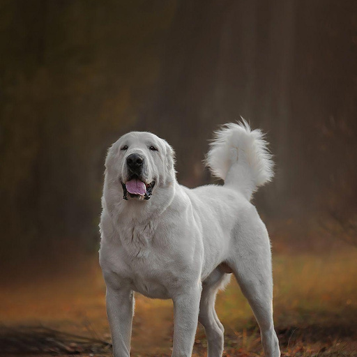 ВОР ИЗ КЛАНА АЛ-АСМАН