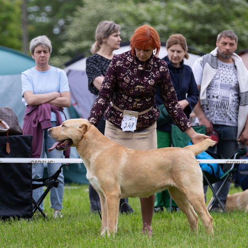 ЮЛГИЗ ХАРИЗМА ГОЛД