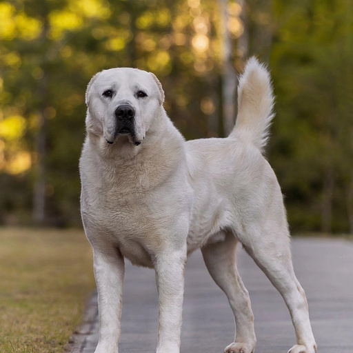 АДАЛАТ ИРКУТ