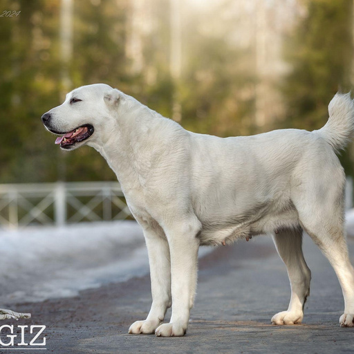 ЮЛГИЗ МАНИ ХАНИ