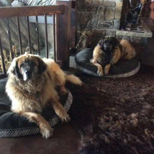 Лионбергеры