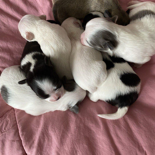 Помет родившийся 20.02.2026 от Цили и Лелика