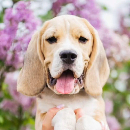 Изображение питомца