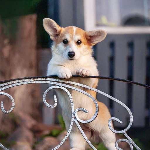 Изображение питомца