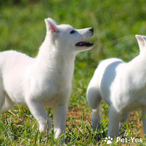 Изображение питомца