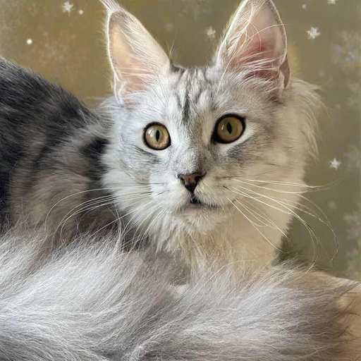 Изображение питомца