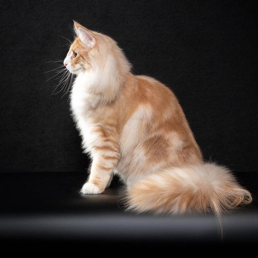 Изображение питомца