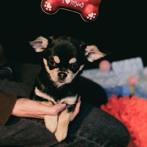 Изображение питомца