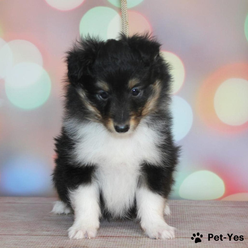 Изображение питомца