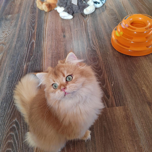 Изображение питомца