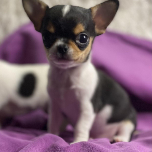 Изображение питомца