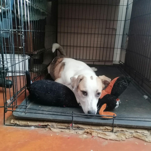 Изображение питомца