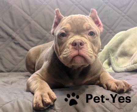 Изображение питомца