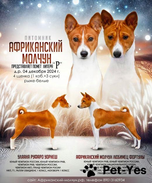 Изображение питомца