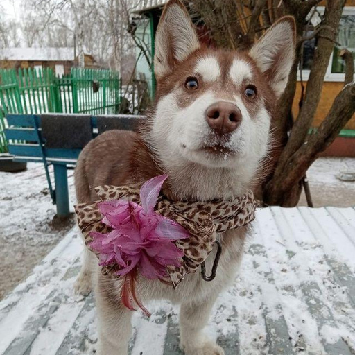 Изображение питомца