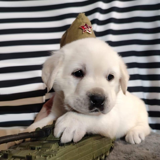 Изображение питомца