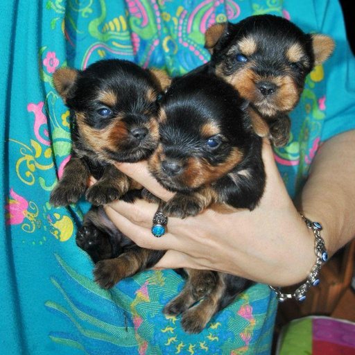 Изображение питомца