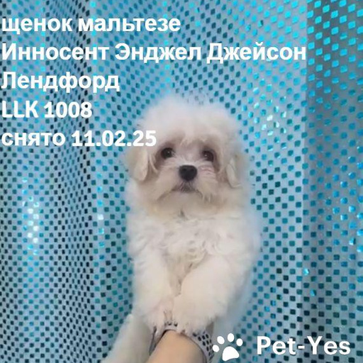 Изображение питомца
