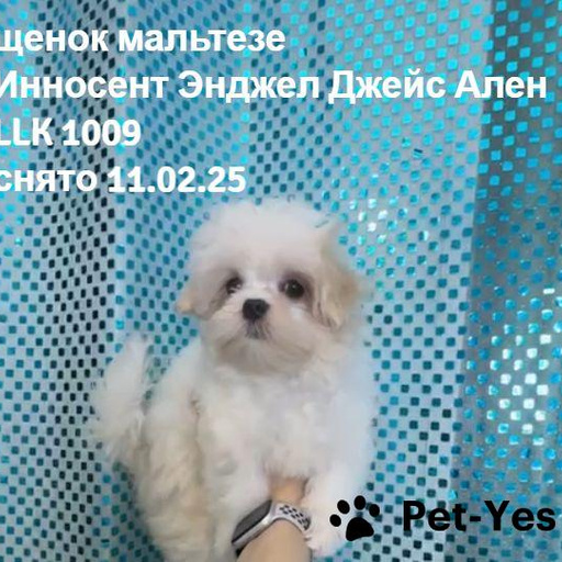 Изображение питомца