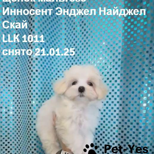 Изображение питомца