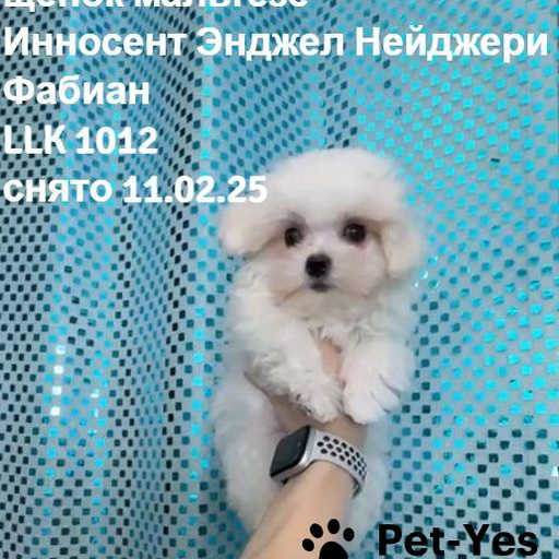 Изображение питомца