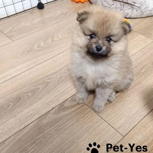 Изображение питомца