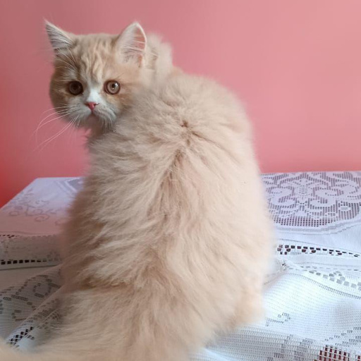Изображение питомца