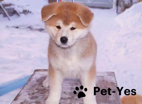 Изображение питомца