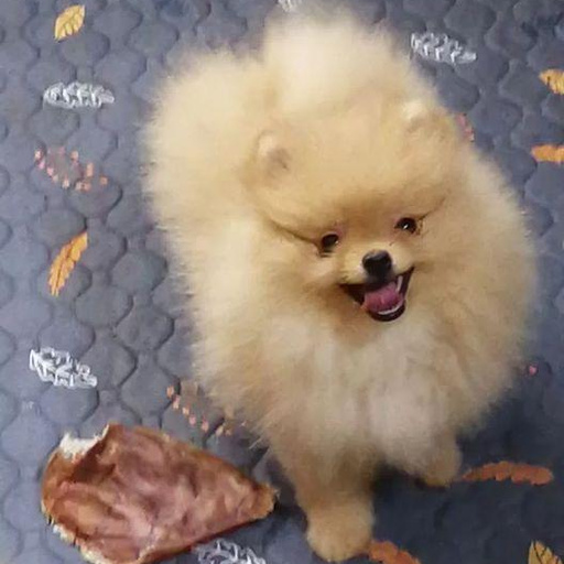 Изображение питомца