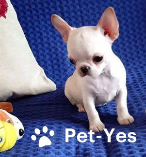 Изображение питомца