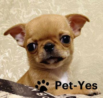 Изображение питомца