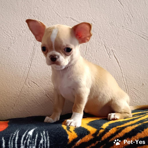 Изображение питомца