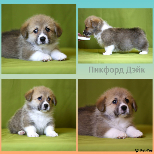 Изображение питомца