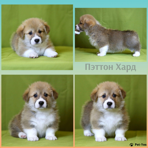 Изображение питомца