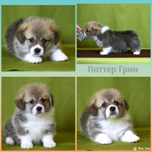Изображение питомца