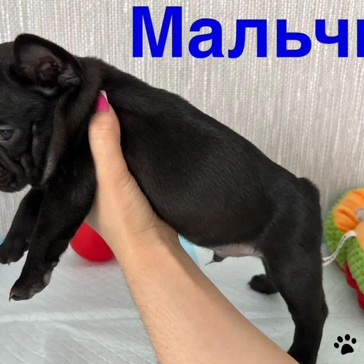 Изображение питомца