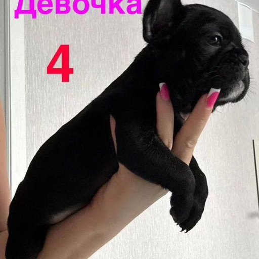 Изображение питомца