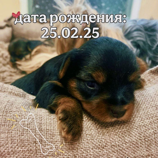 Изображение питомца