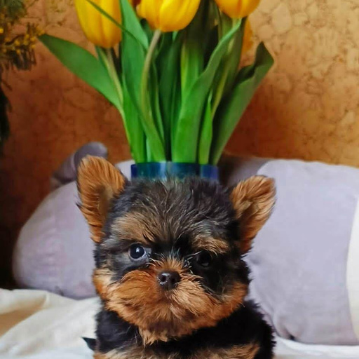 Изображение питомца