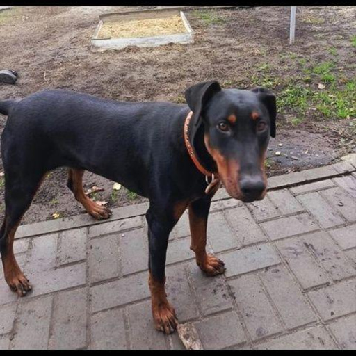 Изображение питомца