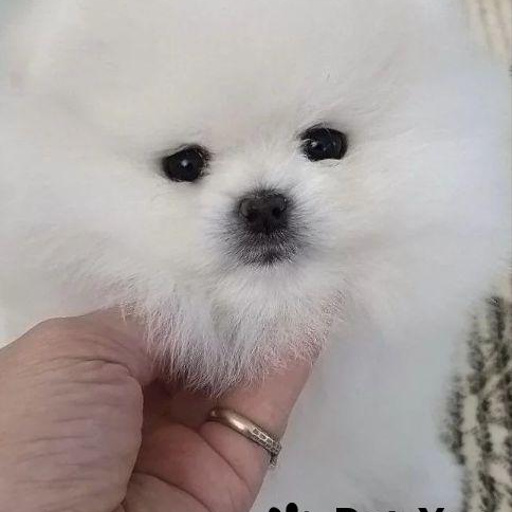 Изображение питомца
