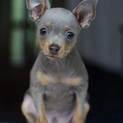 Изображение питомца