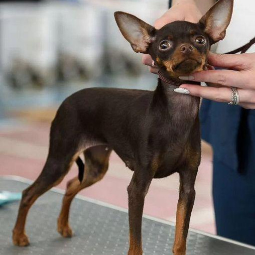 Изображение питомца