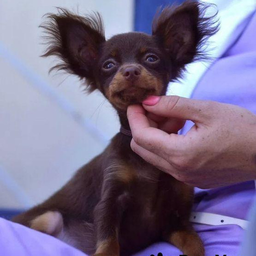 Изображение питомца