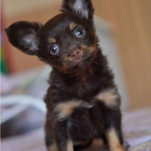 Изображение питомца