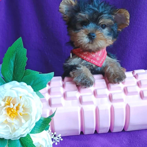 Изображение питомца