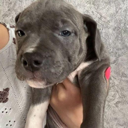 Изображение питомца