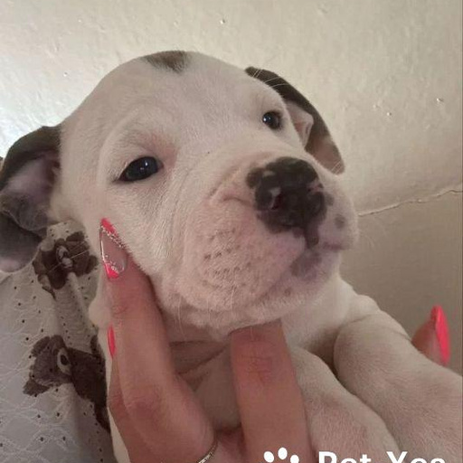 Изображение питомца