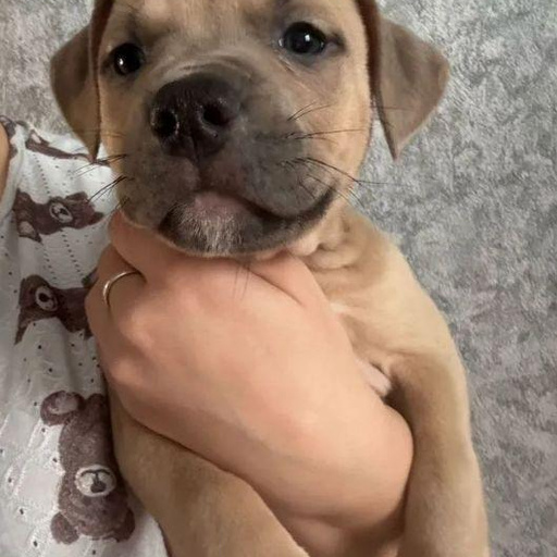 Изображение питомца